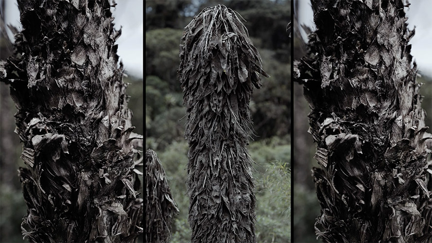 5.-Clemencia-Echeverri---Fiebre.-2024